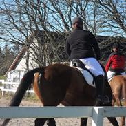 Dansk Varmblod Ivik wilholt