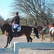 Dansk Varmblod Ivik wilholt