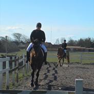 Dansk Varmblod Ivik wilholt