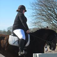 Dansk Varmblod Ivik wilholt