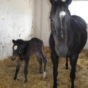 Fuldblod (XX) Top Media