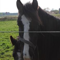 Irish Cob Haven´s Molly *SOLGT*