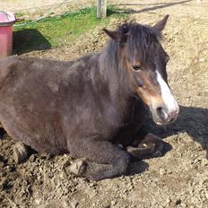 Welsh Mountain (sec A) // My Star // Josefine..!<3