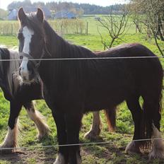 Irish Cob Haven´s Molly *SOLGT*