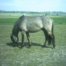 Anden særlig race Silver grey Moonlight