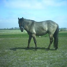Anden særlig race Silver grey Moonlight