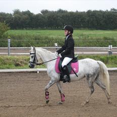 Welsh Mountain (sec A) Gribsvad Niros (Familiens pony)