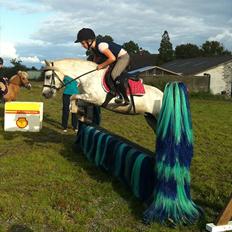 Welsh Mountain (sec A) Gribsvad Niros (Familiens pony)