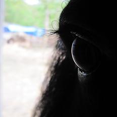 Fell pony Lunesdale Battle Cry (Hr. skæg)