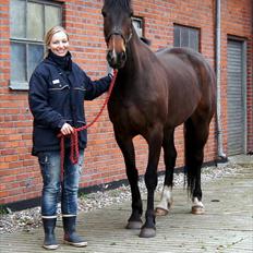 Knabstrupper Havens Rose - solgt!