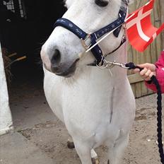 Welsh Mountain (sec A) Coco Zeylex (Spring-ponyen<3) Mit et & alt <3