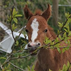 Anden særlig race Enya