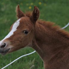 Anden særlig race Enya