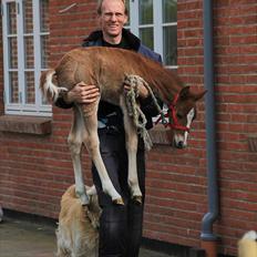 Anden særlig race Enya