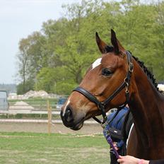 Dansk Varmblod Birkemosegaards Manila