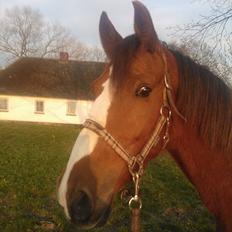 Anden særlig race Thor