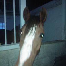 Anden særlig race Thor