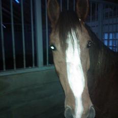 Anden særlig race Thor