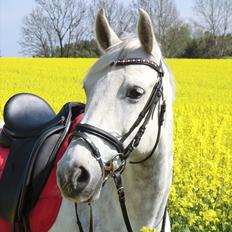 Anden særlig race Stella 