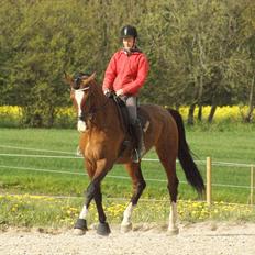 Dansk Varmblod Engvangs Don Select