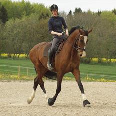 Dansk Varmblod Engvangs Don Select