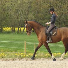 Dansk Varmblod Engvangs Don Select