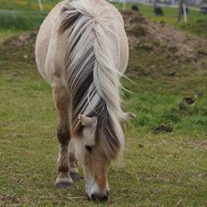 Fjordhest *Emil*