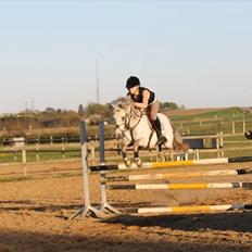 Welsh Pony (sec B) Bjerregårds Santos