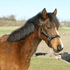 Pinto Araber Brown Sugar