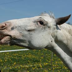 Appaloosa Rachene's Mannie