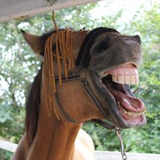 Anden særlig race Bratz <3