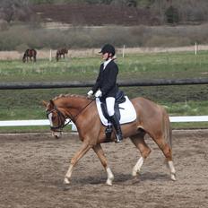 Tysk Sportspony Brisand