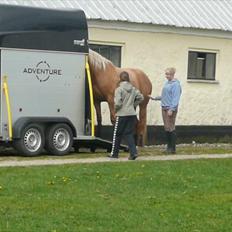 Palomino Kvistgaards Csillag