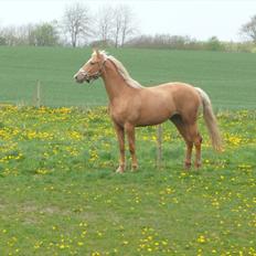 Palomino Kvistgaards Csillag