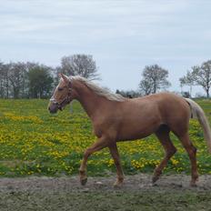 Palomino Kvistgaards Csillag