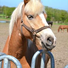 Haflinger Herkules *Stjerne ponyen!*