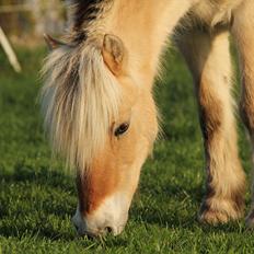 Fjordhest † Fie†
