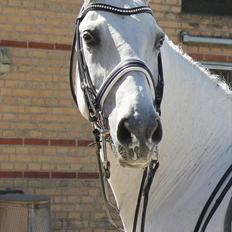 Svensk Varmblod Endorfin