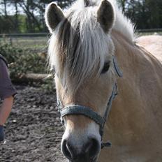 Fjordhest Luffe