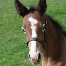 Dansk Varmblod Lw Finess