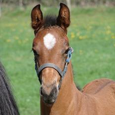 Dansk Varmblod Zig Zag Zugar