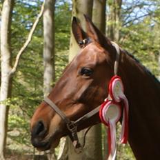 Dansk Varmblod Coffee Cup
