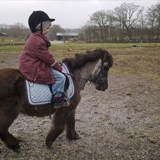 Anden særlig race bamse
