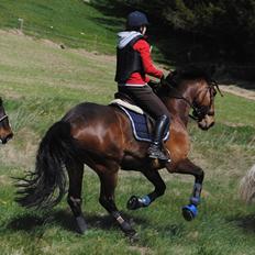 Dansk Varmblod - Dalvangs Cyclone <3