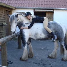 Irish Cob Kastanjelundens Simone