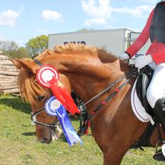 Tysk Sportspony Roxane (SOLGT)