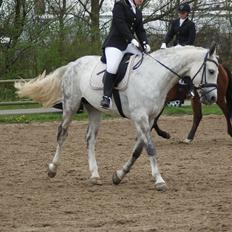 Polsk Varmblod My Little Boy