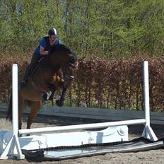 Dansk Varmblod Lantinja (Gitte) <3