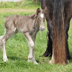 Irish Cob Hauge´s Morgan *solgt*