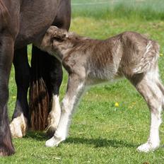 Irish Cob Hauge´s Morgan *solgt*